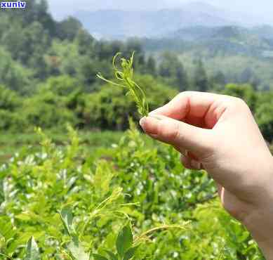 藤茶叶的功效与作用，探索藤茶叶的神奇功效与作用，让你更健！