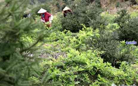 藤茶功效，探讨藤茶的功效与作用：一种健饮品的秘密武器