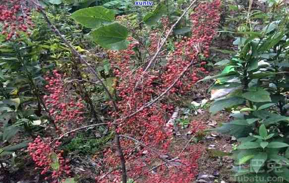 香君普洱茶膏的全方位饮用指南：如何正确饮用以获得效果与体验