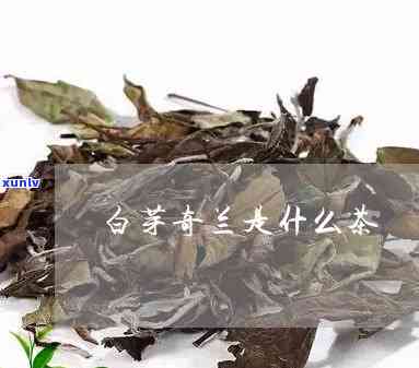 奇兰茶的功效与作用-白芽奇兰茶的功效与作用