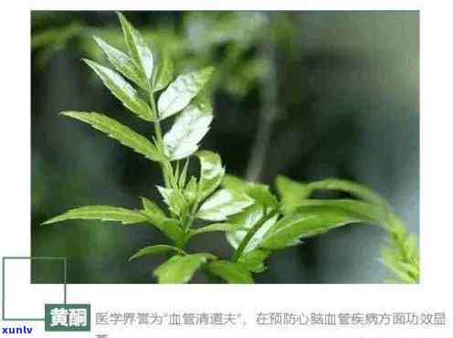 制藤茶：功效、作用及主治，源自何植物？