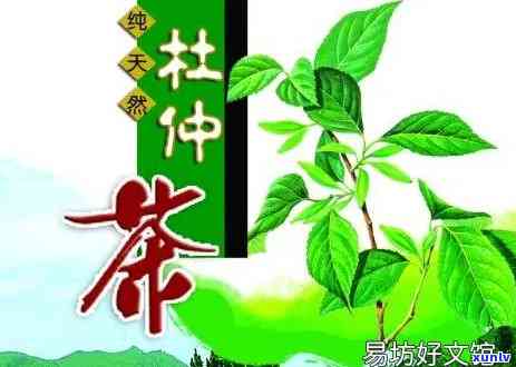 探究张家界仲茶的神奇功效与作用