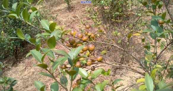 固阳野山茶：功效与作用解析