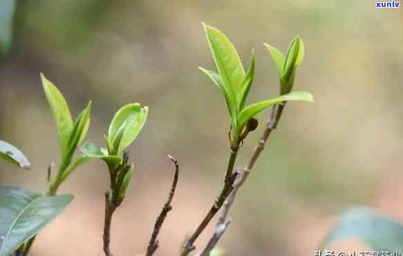 四茶，四变换，品味茶香：探索不同节的茶叶及其特点