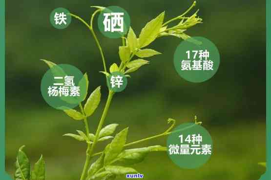 硒藤茶的功效与作用：全面解析与禁忌