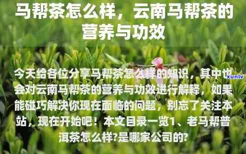 马帮茶的功效与作用详解