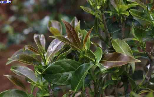 鹃茶好不好养，探讨鹃茶的养殖难度：它好养吗？