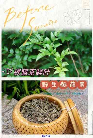 银藤茶的功效和作用是什么，探秘银藤茶：详解其功效与作用