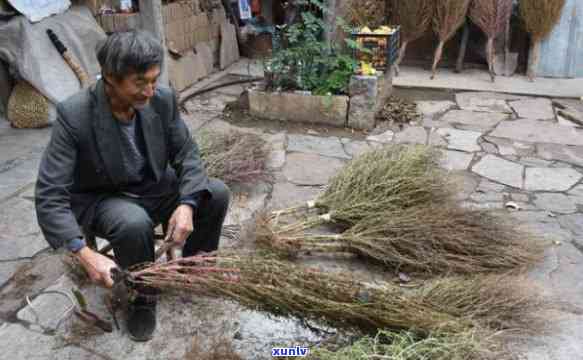 扫把茶 *** 过程，揭秘扫把茶的 *** 过程：一种独特的茶饮文化