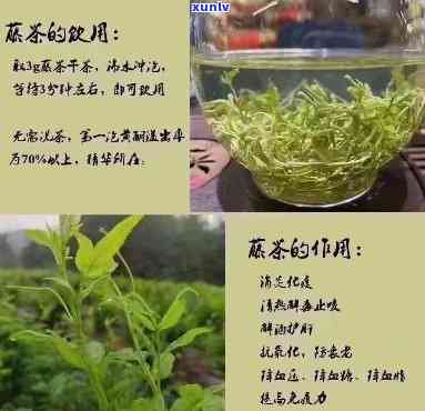 凤藤茶的功效与作用-恩来凤藤茶的功效与作用