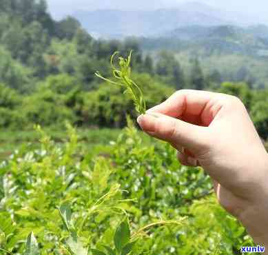 凤藤茶的功效与作用-恩来凤藤茶的功效与作用