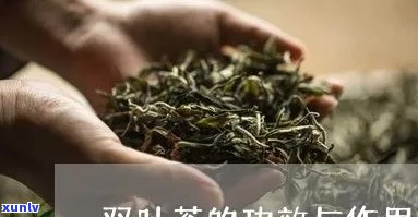 双七茶的功效和作用-双七茶的功效和作用是什么