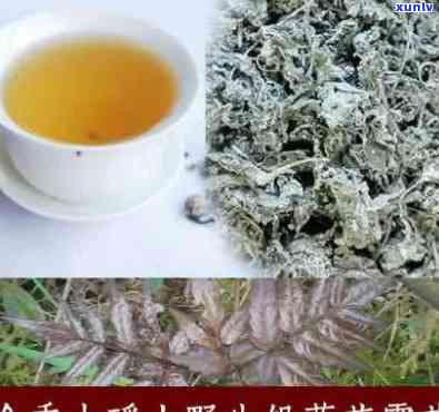 银藤茶的功效与作用图片，探索银藤茶的神奇功效与作用：高清图片揭示秘密！