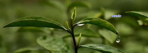 三枝茶的功效与作用-三枝茶的功效与作用图片