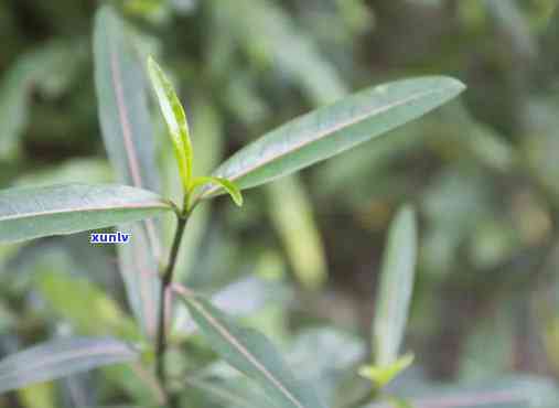 马剑茶的功效与作用-马剑茶的功效与作用是什么