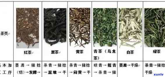 下列哪些属于青茶类型，探究茶叶世界：哪些属于青茶类型？