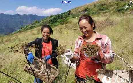 四青茶的功效与作用及禁忌，全面解析：四青茶的功效、作用及使用禁忌