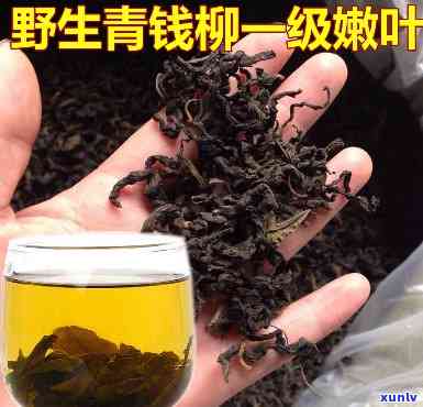 野生青钱柳叶茶哪里有卖的，寻找野生青钱柳叶茶？在哪里可以购买到？