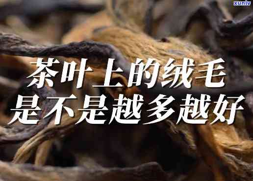 茶的绒毛有什么作用与功效，探索茶叶上的绒毛：其独特的功效和作用