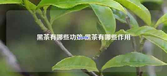 探究黑山茶的功效与作用：全面解析其健益处