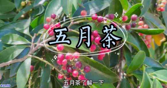 五月茶的功效与作用是什么，揭示五月茶的神奇功效与作用，你不可不知！