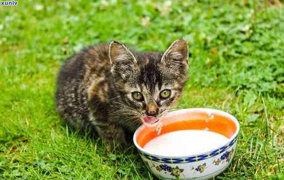 猫乳茶对人体有何益处？了解其好处与潜在风险