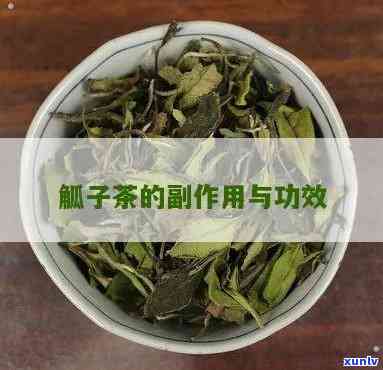 棒子茶的功效与作用及禁忌全解析