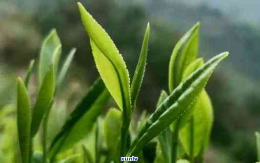 雨前茶的茶是什么意思，探秘雨前茶：茶是什么意思？