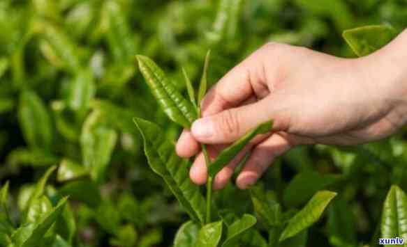 雨前茶的茶是什么意思，探秘雨前茶：茶是什么意思？