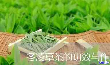 喝冬草茶的副作用及好处全解析