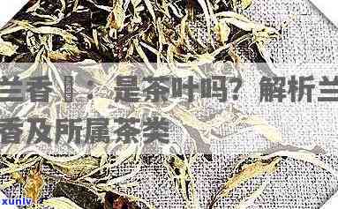 全面解析：香兰茶的功效与作用是什么？