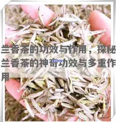 香兰茶的功效与作用-香兰茶的功效与作用及禁忌