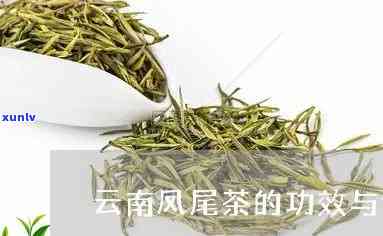 凤尾茶的副作用和禁忌，探秘凤尾茶：副作用与禁忌全解析