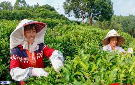 八仙茶的功效和作用-八仙茶的功效和作用及禁忌