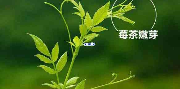 全面解析：莓茶的副作用及其实质