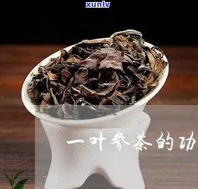 一叶茶的功效与作用-一叶茶是什么茶