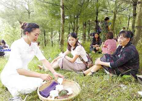 全面解析：马龙茶的功效、作用及禁忌