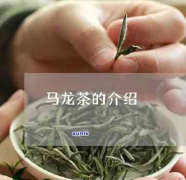 马龙茶是什么？详解其种类与口感