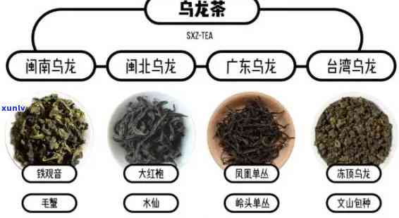 马龙茶是什么？详解其种类与口感