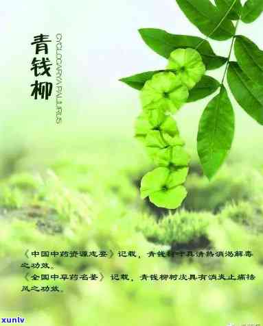 喝青钱柳茶的副作用有哪些，深入了解：喝青钱柳茶可能带来的副作用