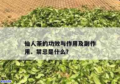 仙人茶的功效与作用，探秘仙人茶：揭秘其神奇功效与作用