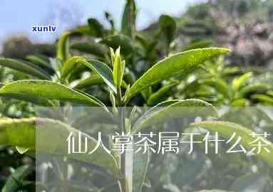 仙人茶的功效、作用及禁忌全解析