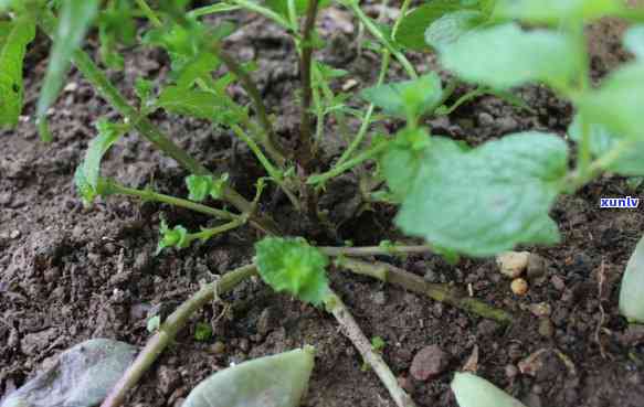 全面了解香草茶：功效、特性和禁忌