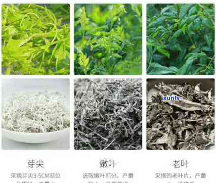 野生嫩芽莓茶：其作用及分类解析