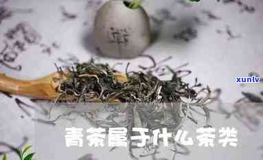 青茶的主要代表茶类-青茶的主要代表茶类是