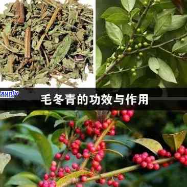 喝毛冬青茶的副作用是什么，探究喝毛冬青茶可能带来的副作用