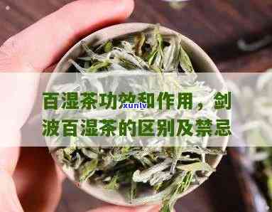 百湿茶的功效与作用及禁忌全解析