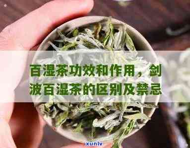 百湿茶的功效与作用-百湿茶的功效与作用及禁忌