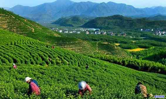 安吉产茶叶的地方在哪，探寻安吉茶乡：揭秘中国茶叶的重要产地