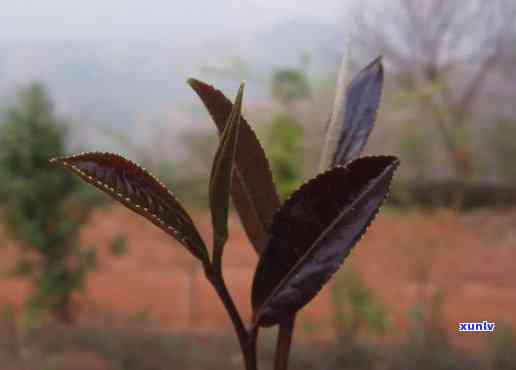 棒棒茶的功效与作用-棒棒茶的功效与作用图片